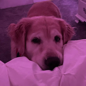 Meet your Posher, Ava